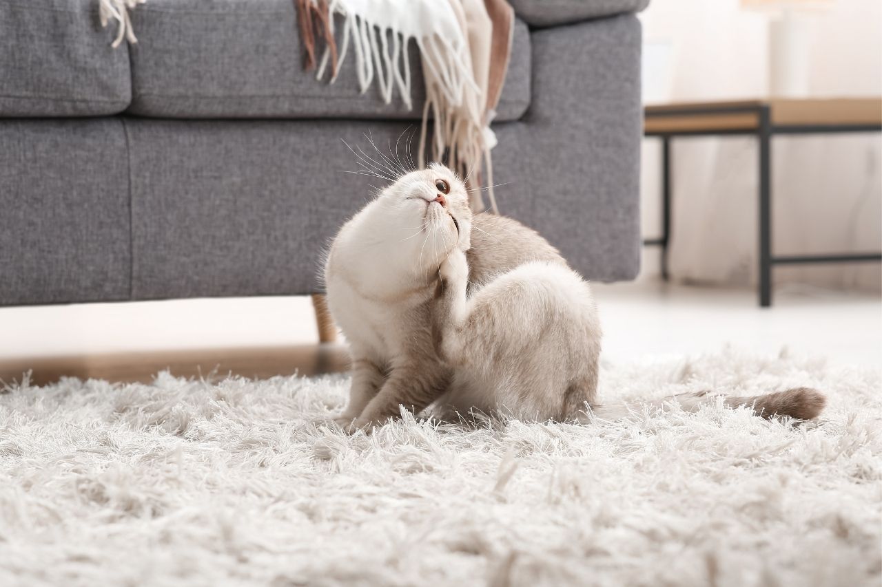 house carpet cleaning